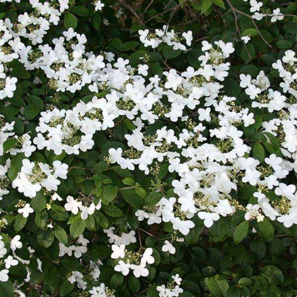 Viburnum plicatum 'Summer Snowflake'