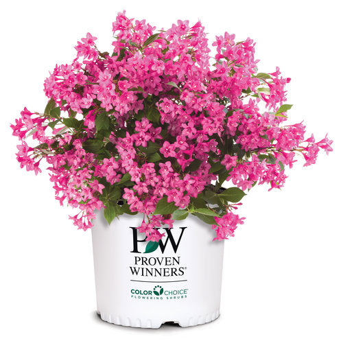 Weigela flo. Sonic Bloom® 'Pink'