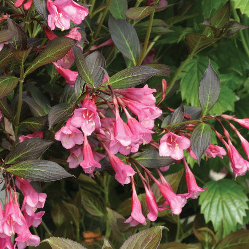 Weigela flo. 'Fine Wine®'