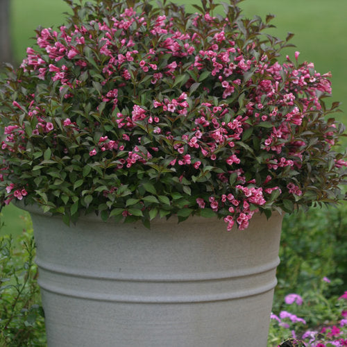Weigela flo. 'Fine Wine'  Bay Gardens