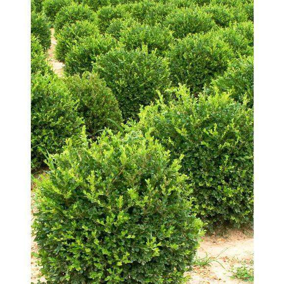 Winter Gem Boxwood-Bay Gardens-Bay Gardens