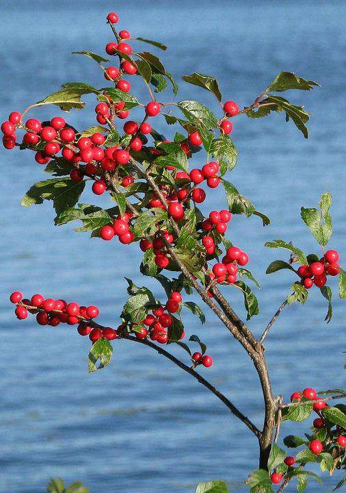 Ilex Verticillata "Winterberry"