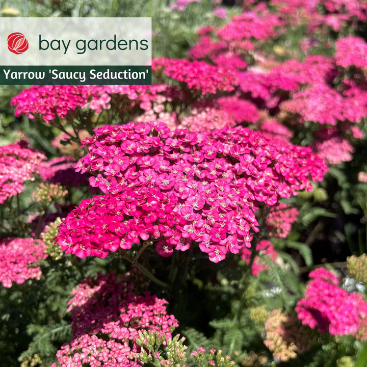 Yarrow - Achillea millefolium 'Saucy Seduction'