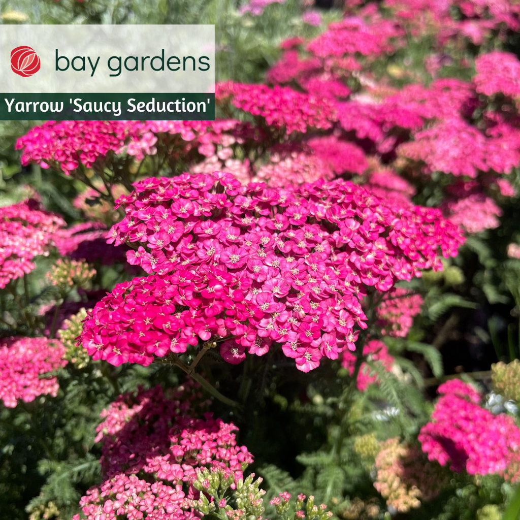 strawberry seduction yarrow seeds Yarrow